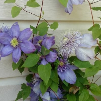 Clematis viticella — flower