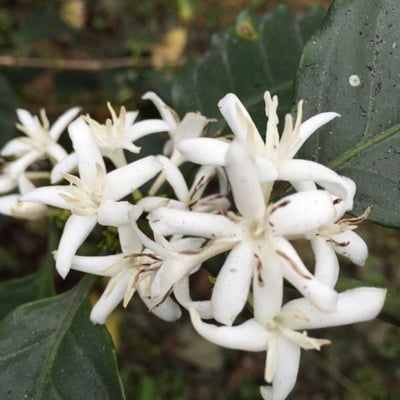 Coffea arabica — flower