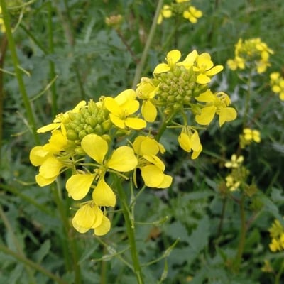 Sinapis alba — flower