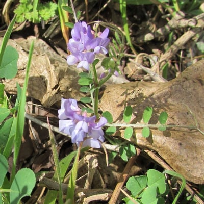 Vicia ludoviciana — flower