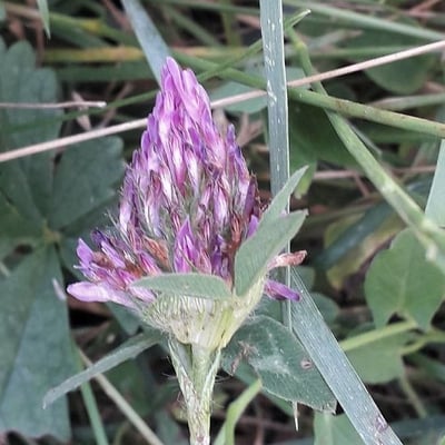 Trifolium medium — flower