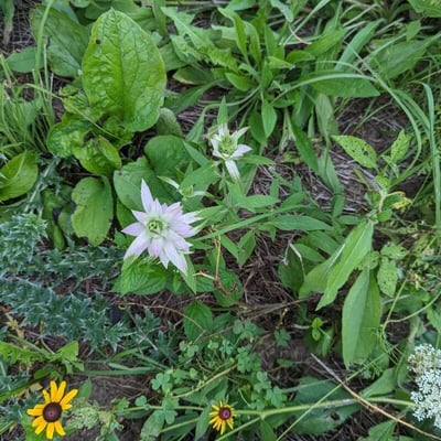 Monarda punctata — flower