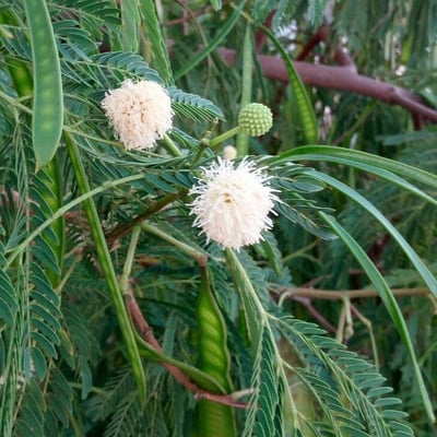 Leucaena leucocephala — flower