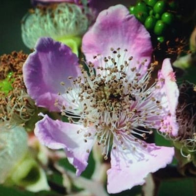 Rubus ulmifolius — flower