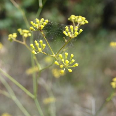 Bupleurum rigidum — flower