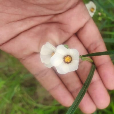 Sida linifolia — flower