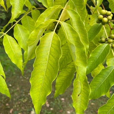 Phellodendron amurense — leaf