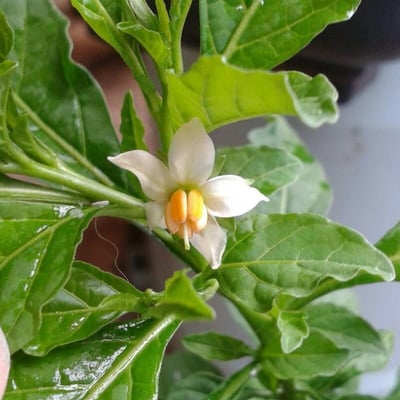 Solanum americanum — flower