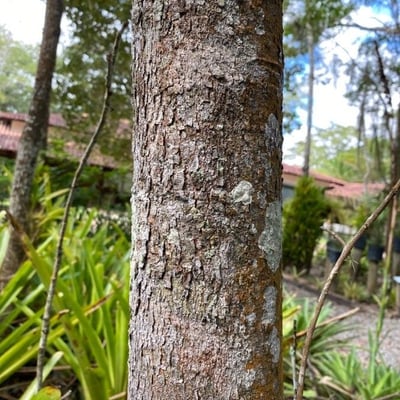 Bowdichia virgilioides — bark