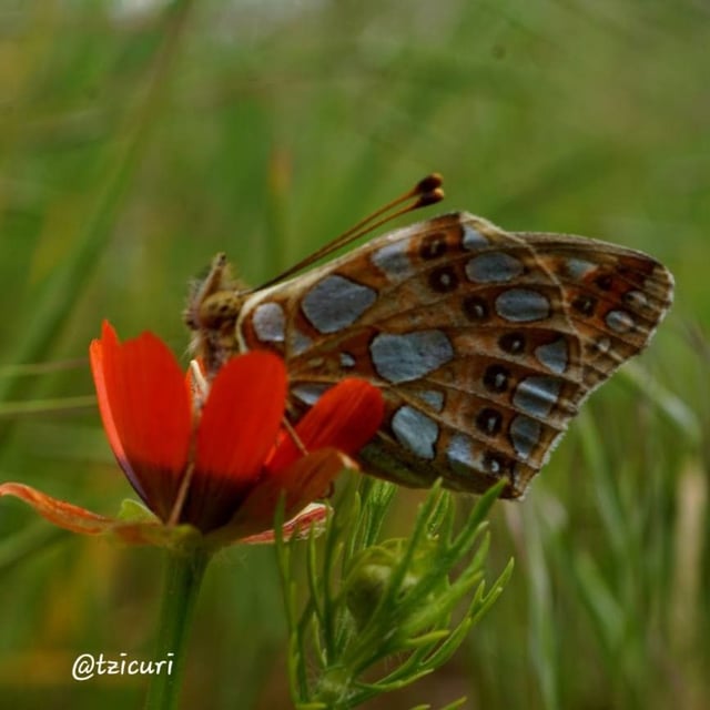 Adonis aestivalis — flower