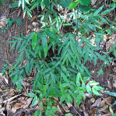 Oplismenus compositus — leaf