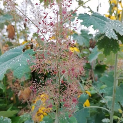 Macleaya cordata — flower