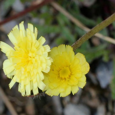 Pilosella lactucella — flower