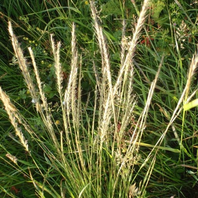 Gaudinia fragilis — flower