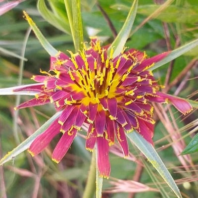 Tragopogon crocifolius — flower