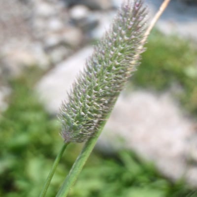 Phleum alpinum — flower