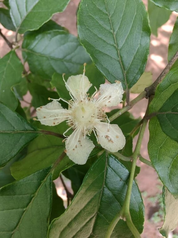 Campomanesia xanthocarpa