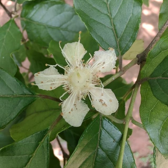 Campomanesia xanthocarpa