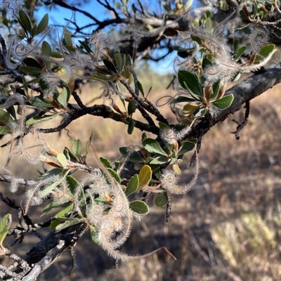 Cercocarpus montanus — flower