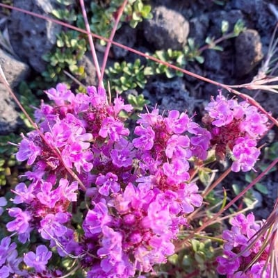 Thymus praecox — flower