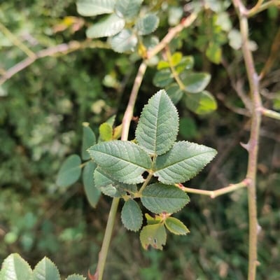 Rosa obtusifolia — leaf