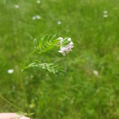 Ornithopus sativus — flower
