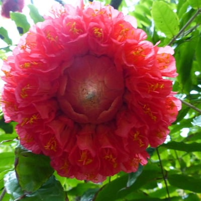 Brownea grandiceps — flower