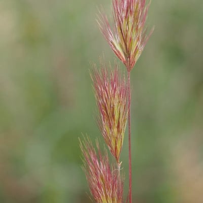 Bromus rubens — flower