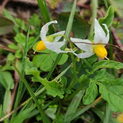 Solanum chacoense — flower