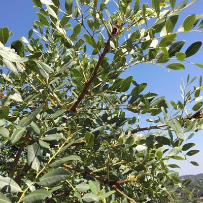 Burkea africana — leaf