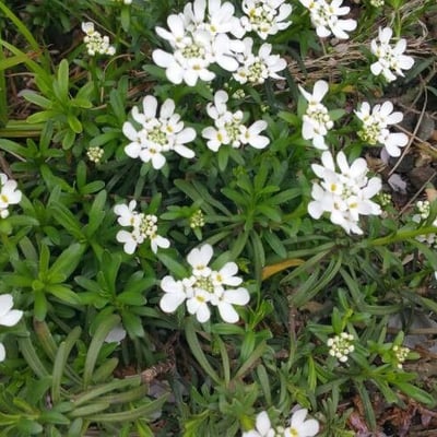 Iberis sempervirens — flower