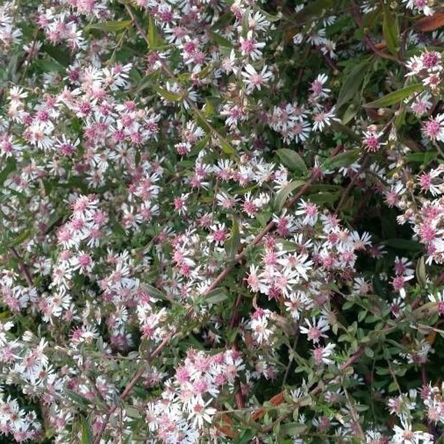 Eurybia divaricata — flower