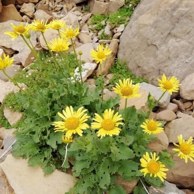Jacobaea alpina — flower
