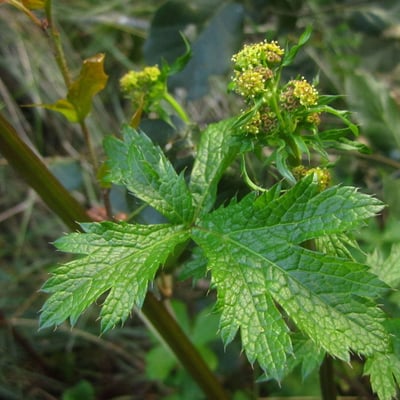 Sanicula crassicaulis — flower