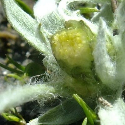 Gnaphalium supinum — flower
