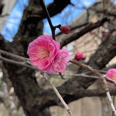 Prunus mume — flower