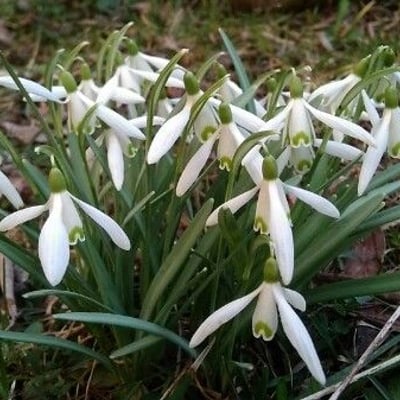Galanthus nivalis — flower