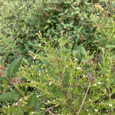 Tagetes filifolia — flower