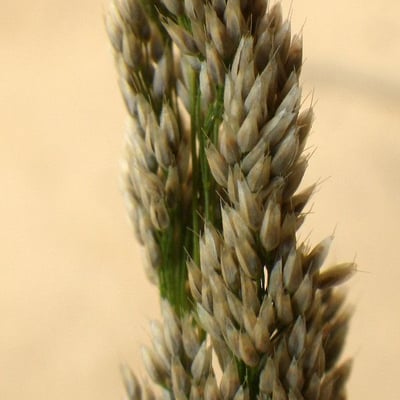 Aira cupaniana — flower