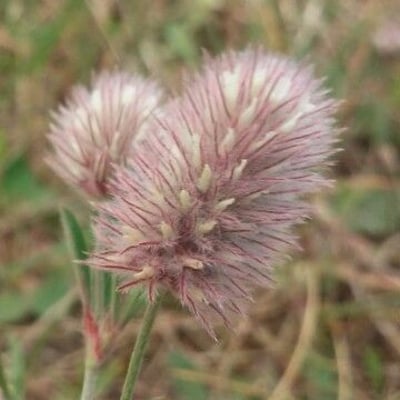 Trifolium arvense — flower