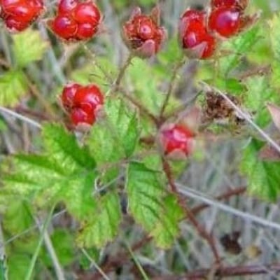 Rubus parvifolius — fruit