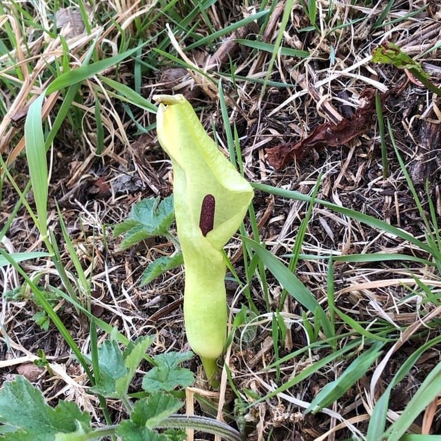 Arum maculatum — flower