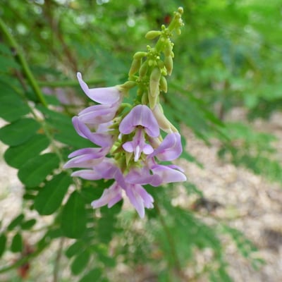 Abrus precatorius — flower