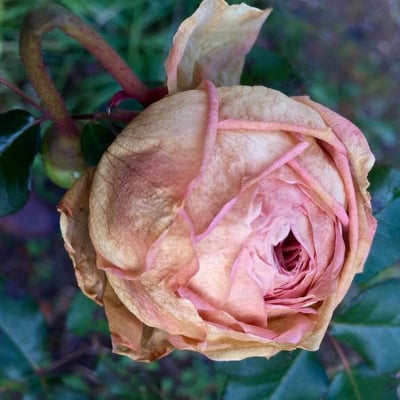 Rosa gallica — flower