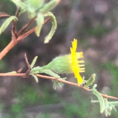 Pulicaria arabica — flower