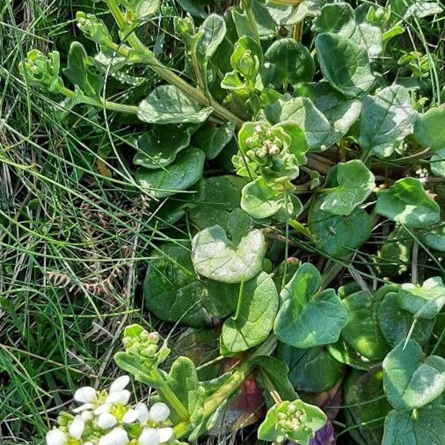 Cochlearia officinalis — flower