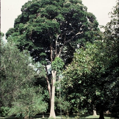Hymenaea verrucosa — habit