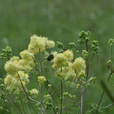 Thalictrum flavum — flower