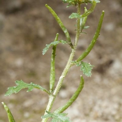 Erucastrum supinum — habit