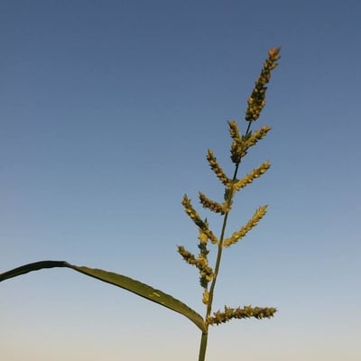 Echinochloa colona — flower